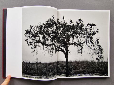 Des Oiseaux