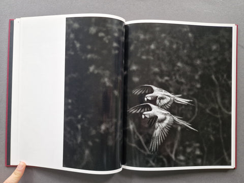 Des Oiseaux