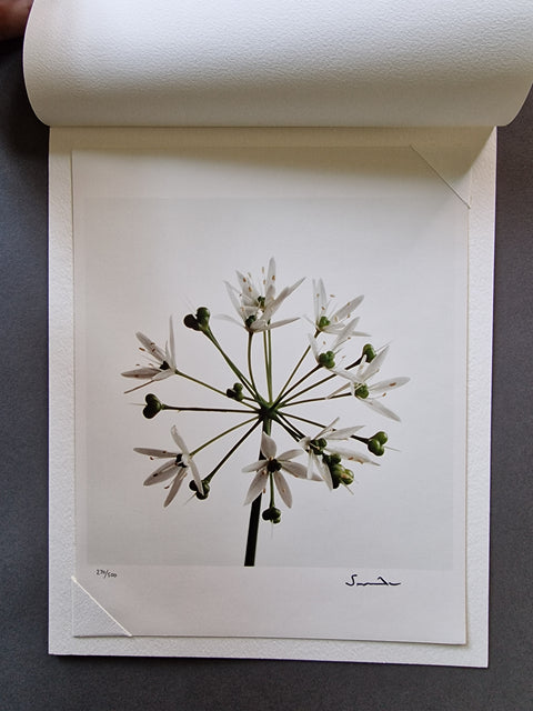 Wild Flowers