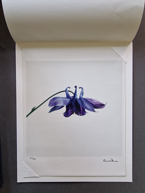 Wild Flowers