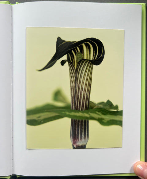 A Angustatum