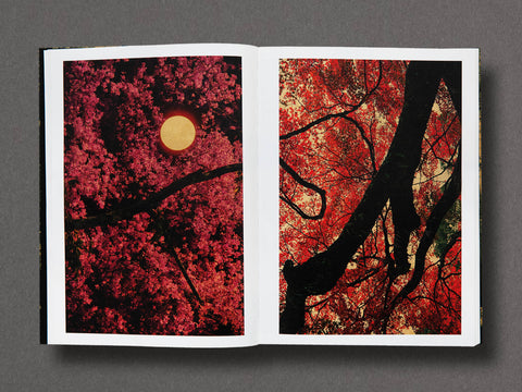 On Listening To Trees Limited Edition with Print