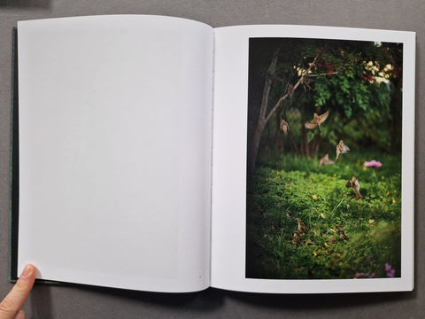 Des Oiseaux