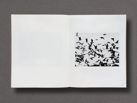 Des Oiseaux Limited Edition with Print