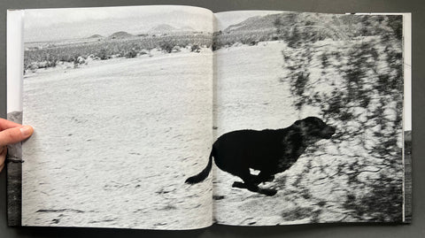 Dogs Chasing My Car in the Desert