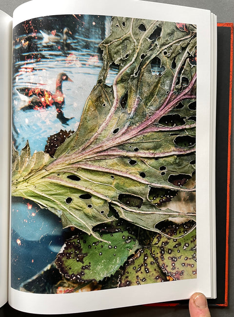 Hackney Flowers
