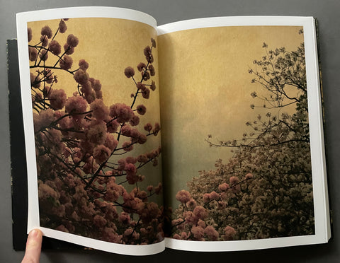 On Listening To Trees