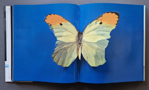An open book showing a large butterfly mounted or printed across the blue pages, photographed from above on a dark gray surface.