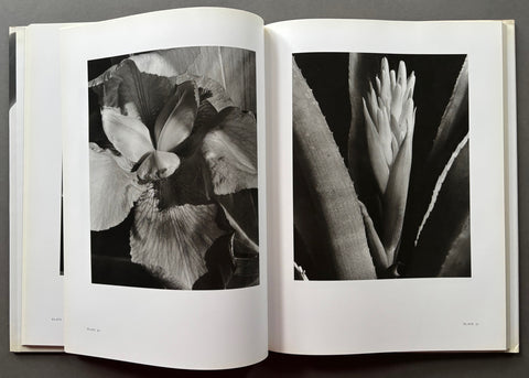 Flora