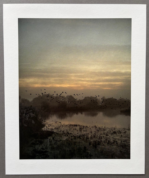 Starlings - with signed print
