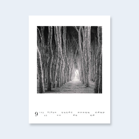 A minimalist calendar page with a photograph of a forest path lined with tall, slender trees.
