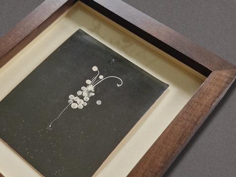 A Box of Ku, 8 (Dandelion), c. 1990s - Setanta Books