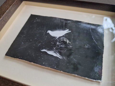 A Box of Ku (Dove), c. 1990s - Setanta Books