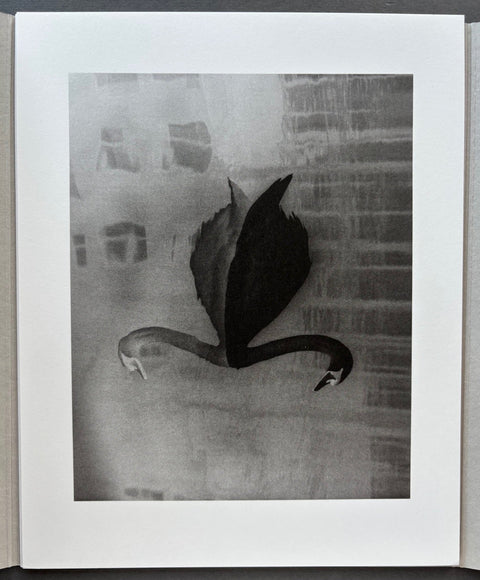 Absentee - Setanta Books