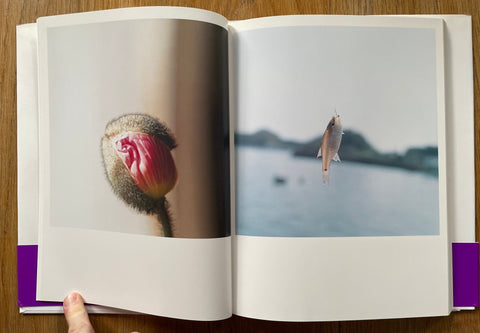 Aila - Setanta Books