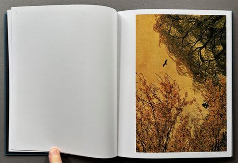 Des Oiseaux