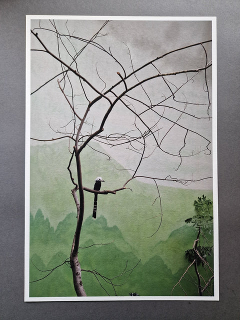 Aves Mei (Special slipcased edition with print) - Setanta Books