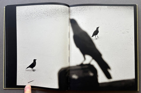 Des oiseaux - Setanta Books