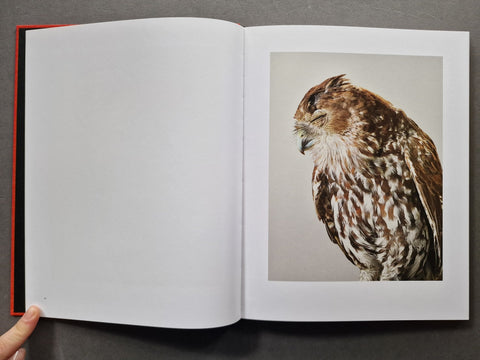 Des Oiseaux