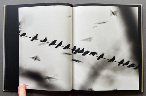 Des oiseaux - Setanta Books