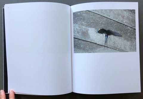 Des Oiseaux
