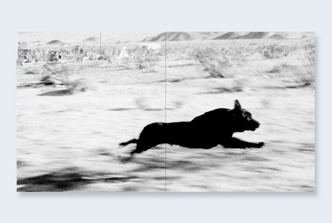 Dogs Chasing My Car in the Desert - Setanta Books