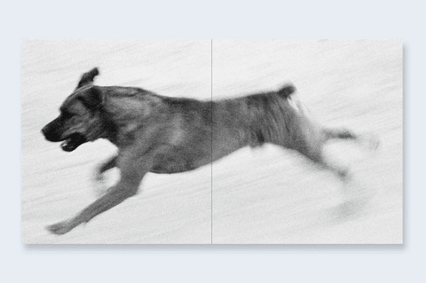 Dogs Chasing My Car in the Desert - Setanta Books