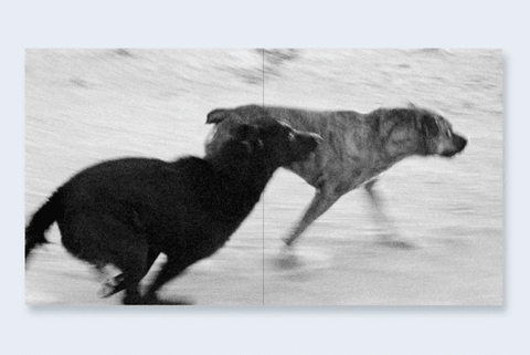Dogs Chasing My Car in the Desert - Setanta Books