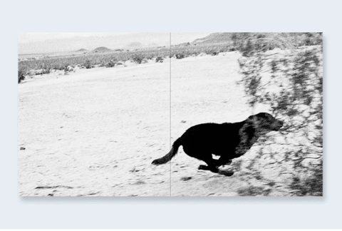 Dogs Chasing My Car in the Desert - Setanta Books