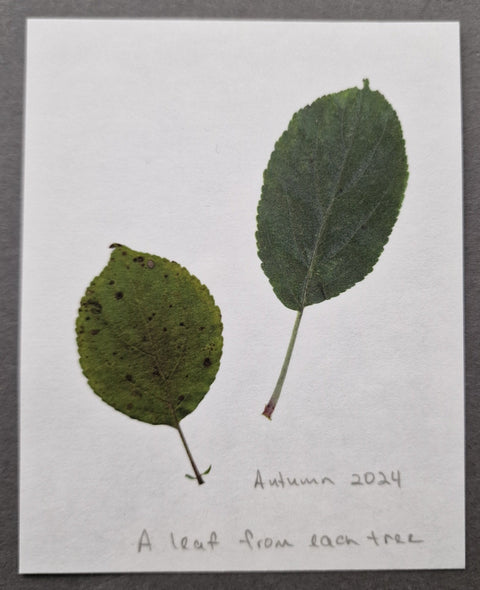 Duet on the Apple Blossom - Setanta Books