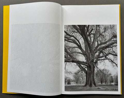 Giant Willow Oak - Setanta Books