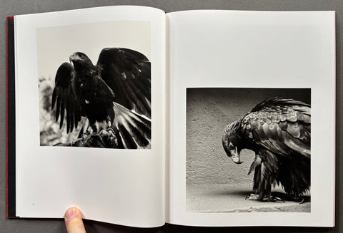 Des oiseaux