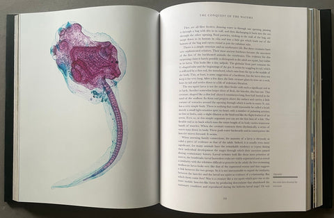Life on Earth - Setanta Books