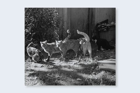 Low - fi - Cats - Setanta Books