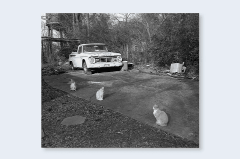 Low - fi - Cats - Setanta Books