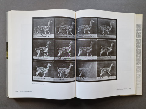 An open book spread showing a black-and-white sequence photograph of a llama-like animal in motion, with multiple frames arranged in a grid on the pages. The book lies on a dark gray surface.