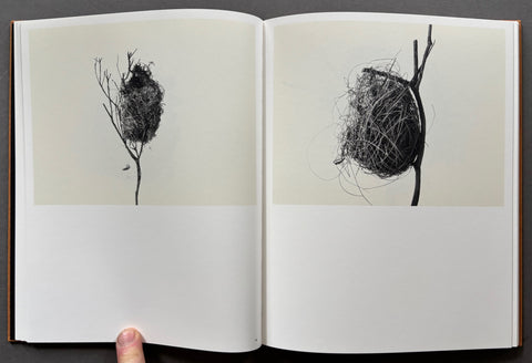 Des oiseaux