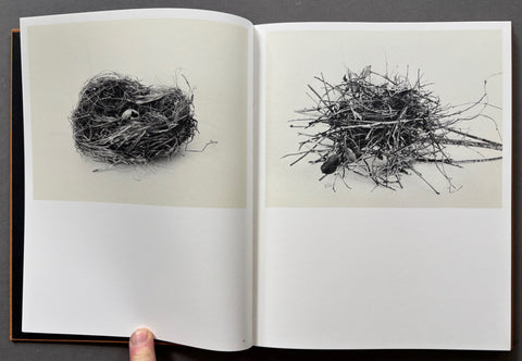 Des oiseaux