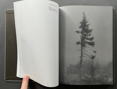 Old Tjikko - Setanta Books