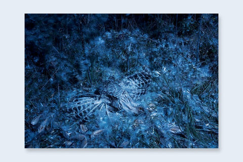 One Picture Book Two 37 : Portent - Setanta Books