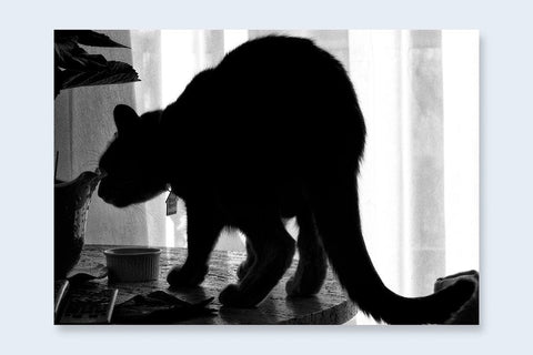 One Picture Book Two 38 : L.A. Uno - Setanta Books