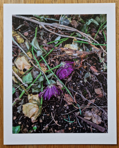 Pictures From The Garden - Setanta Books