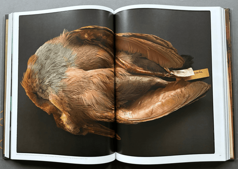 Portraits 2005 - 2016 - Setanta Books