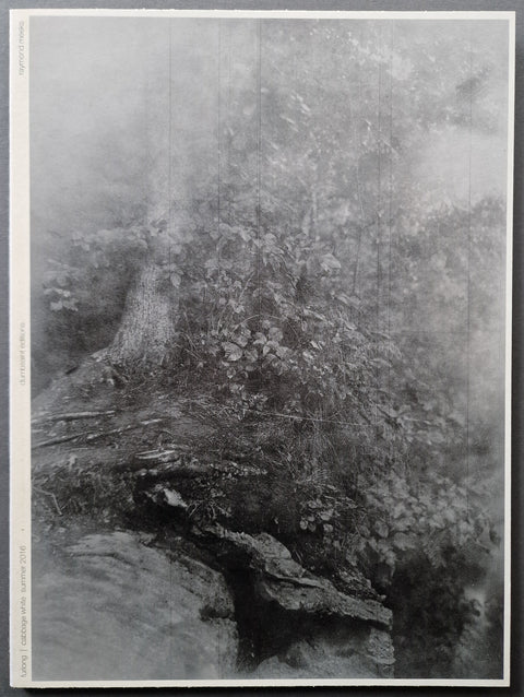 The book cover of cabbage white by raymond Meeks with a forest landscape in black and white