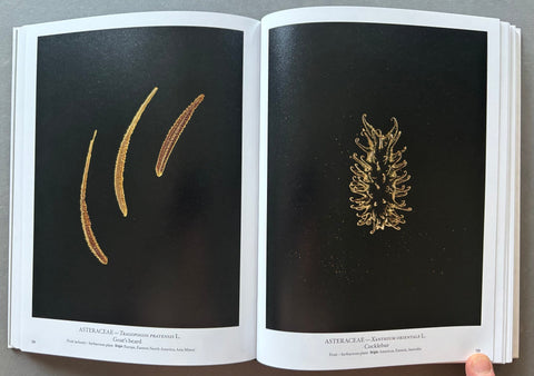 Seed Stories - Setanta Books