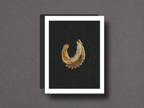 Seed Stories Limited Edition with Choice of 2 Prints