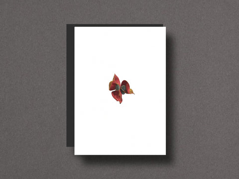 Seed Stories Limited Edition with Choice of 2 Prints