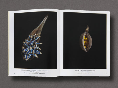 Seed Stories Limited Edition with Choice of 2 Prints