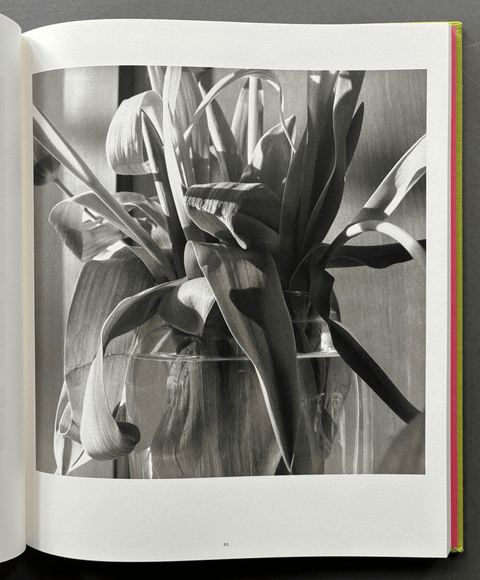 Stems - Setanta Books