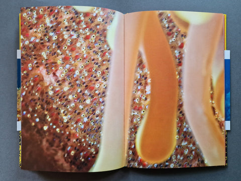 The Anemone, the Clownfish and Dr. Song - Setanta Books